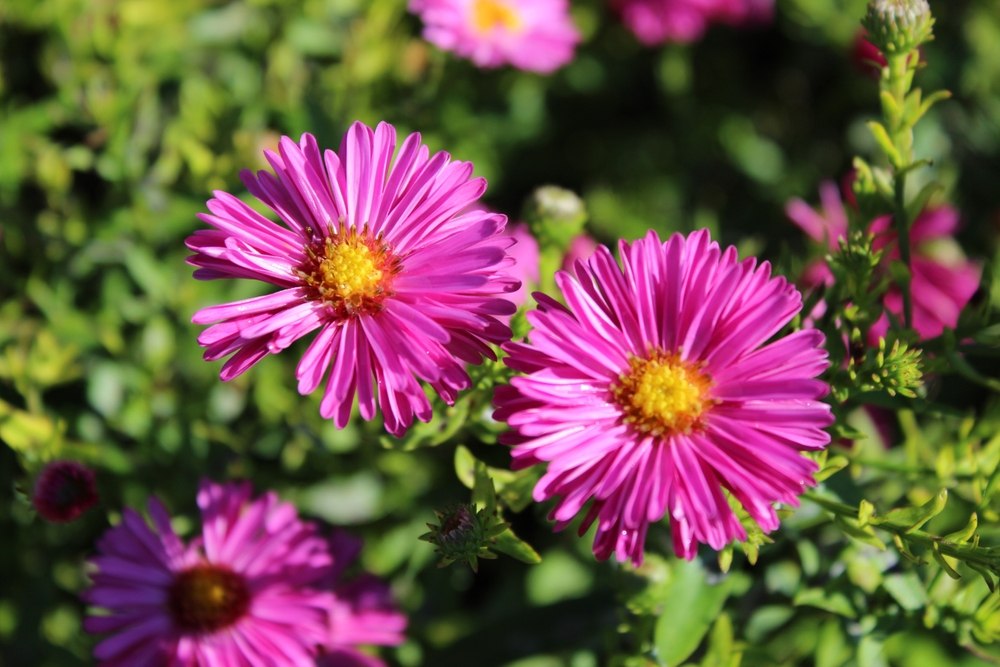 Asters 