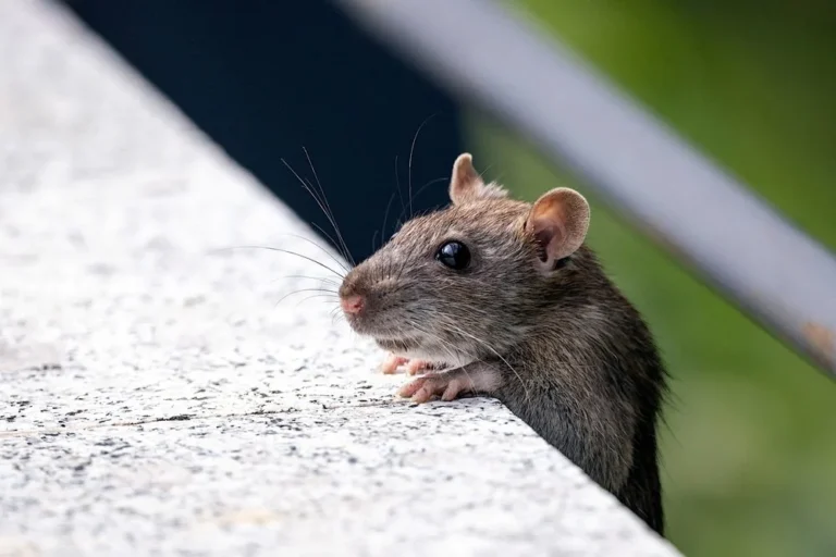 objet attire les rats jardin