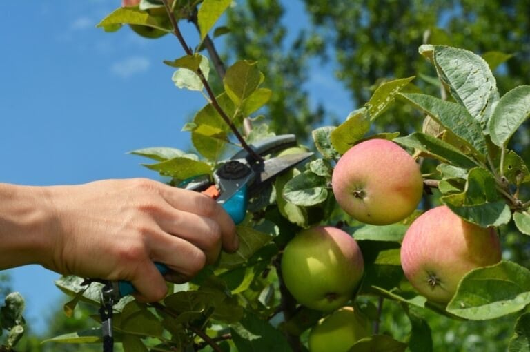 tailler pommier en juillet