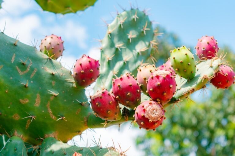 cultiver figues de barbarie