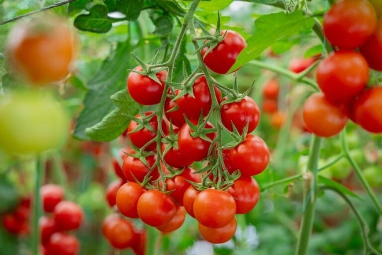 Tomate cerise à planter tardivement