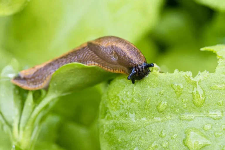 hérisson pour se débarrasser limaces et escargots