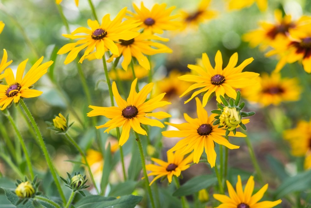 Rudbeckias hirta