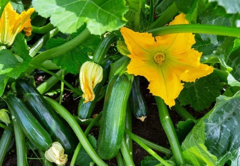 Booster la production de courgette