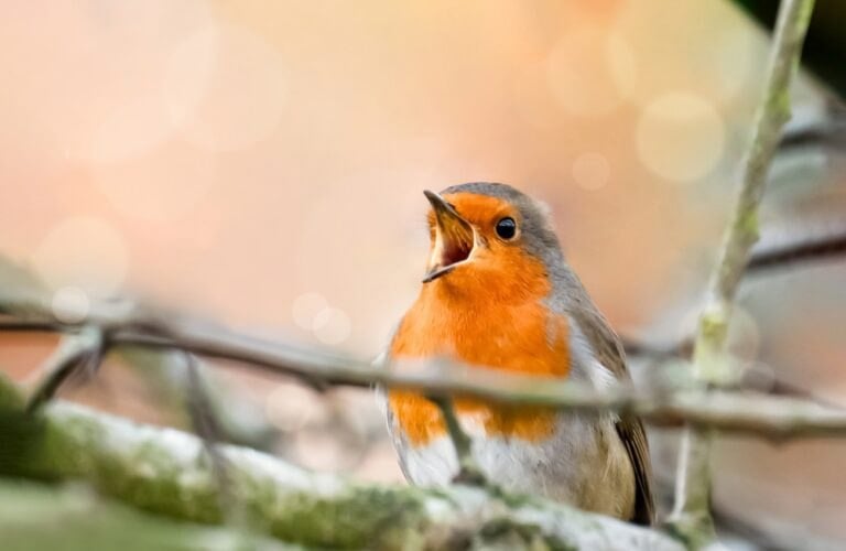 petit geste sauve la vie oiseaux jardin canicule