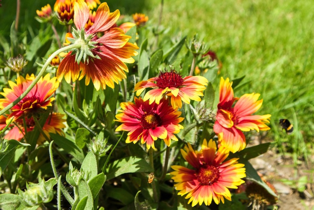 Gaillardes 