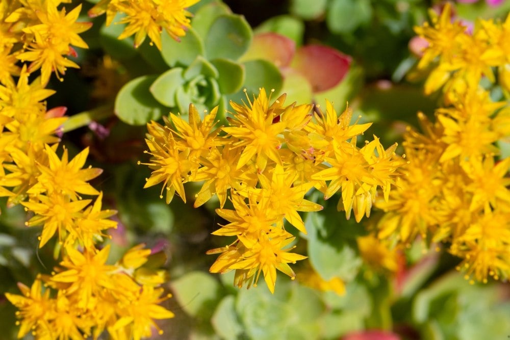 Sedum 