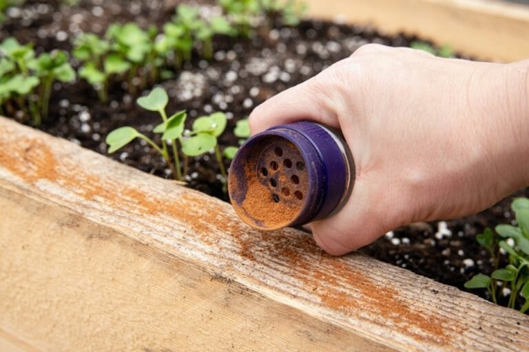 utiliser cannelle jardin