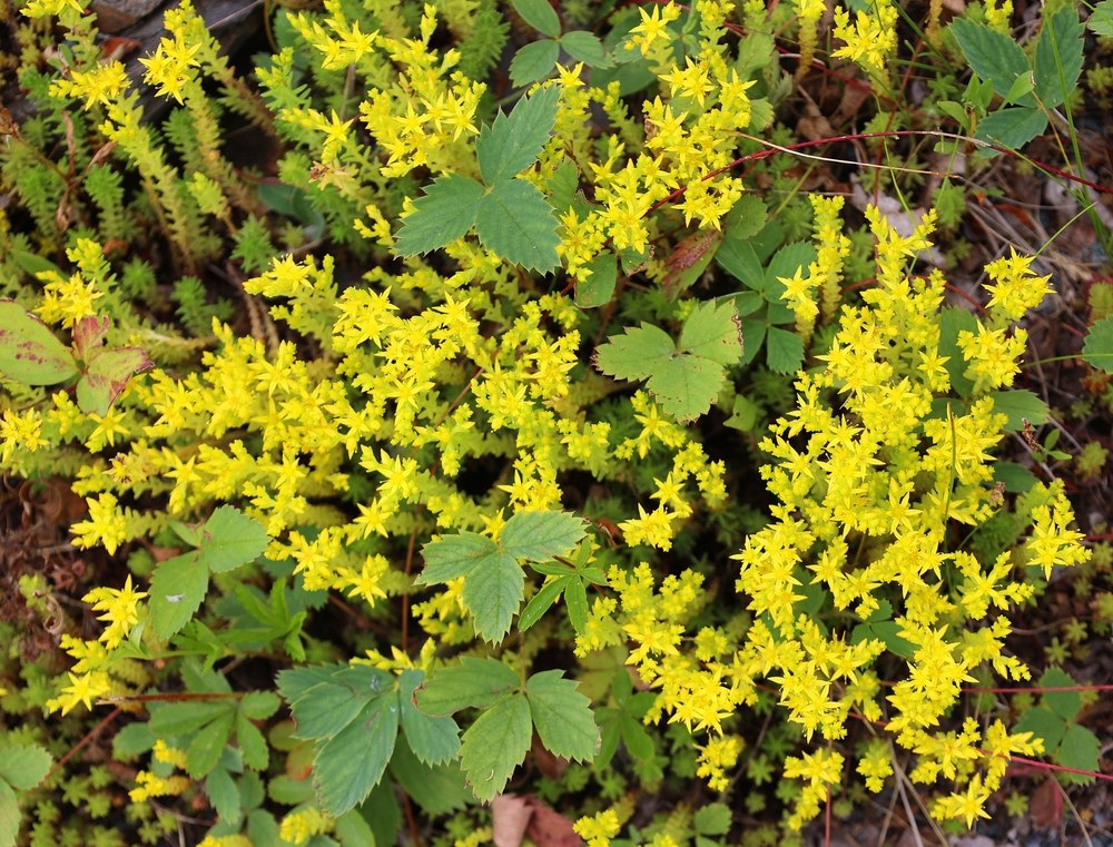 Sedums