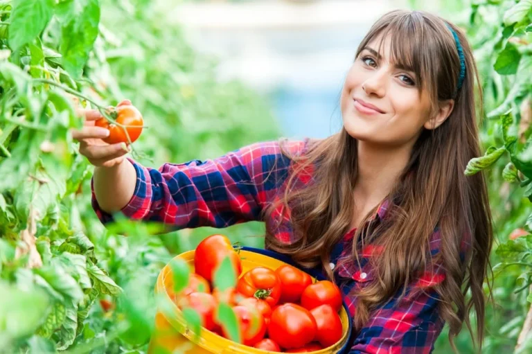 doubler récolte de tomates