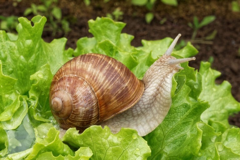 fleur a semer proteger limace escargot