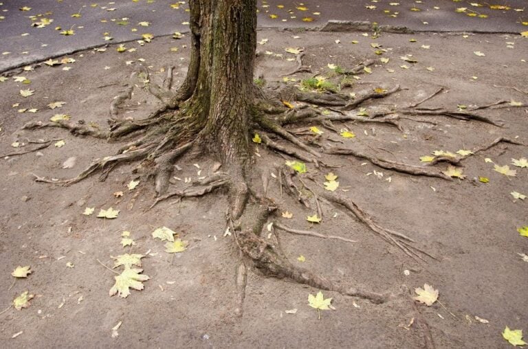 Arbres à ne pas planter près de sa maison