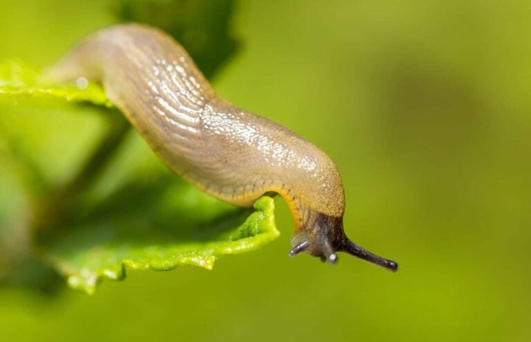 Astuces anti limaces jardin