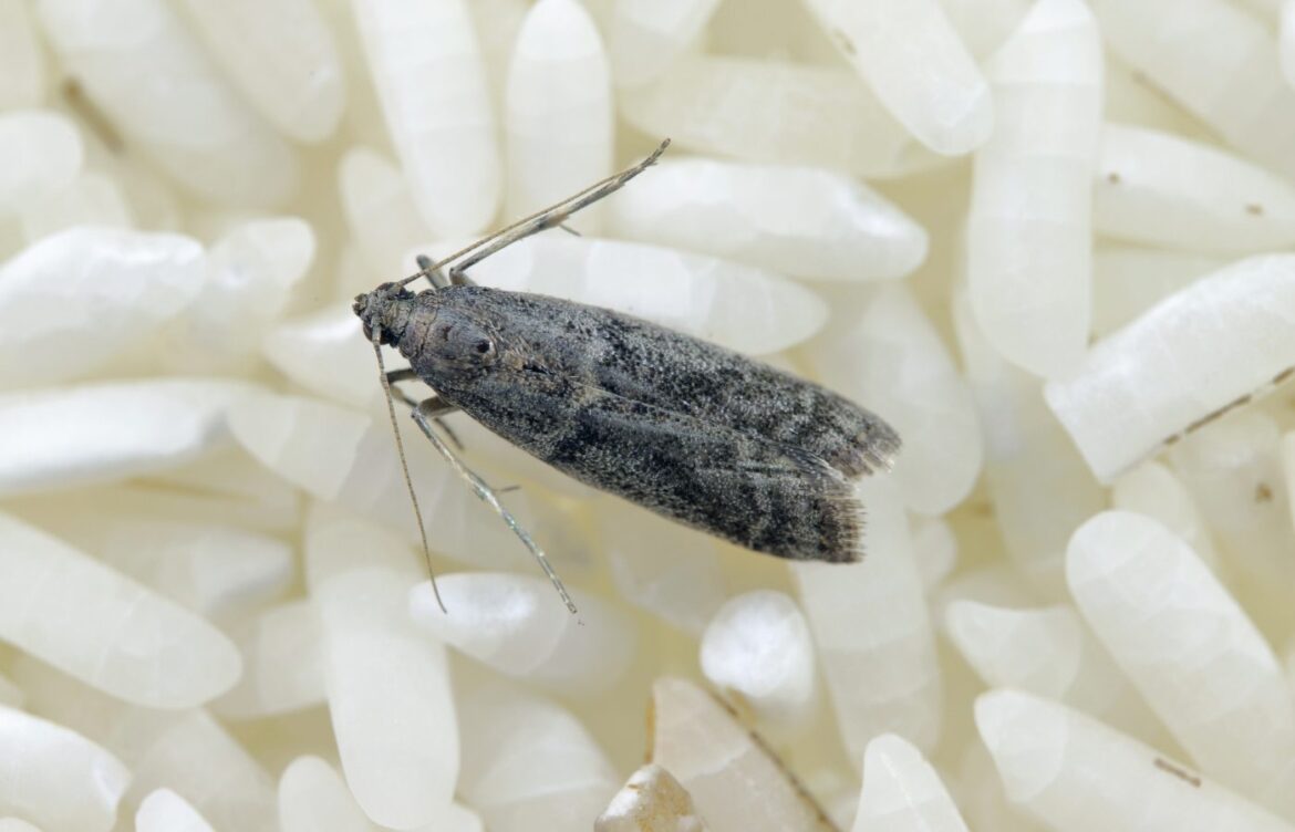 Solutions mites alimentaires sans insecticide