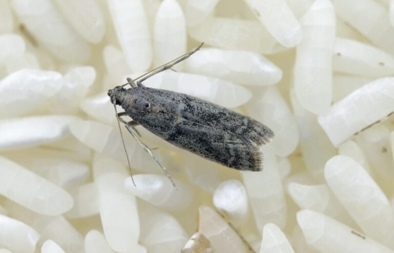 Solutions mites alimentaires sans insecticide