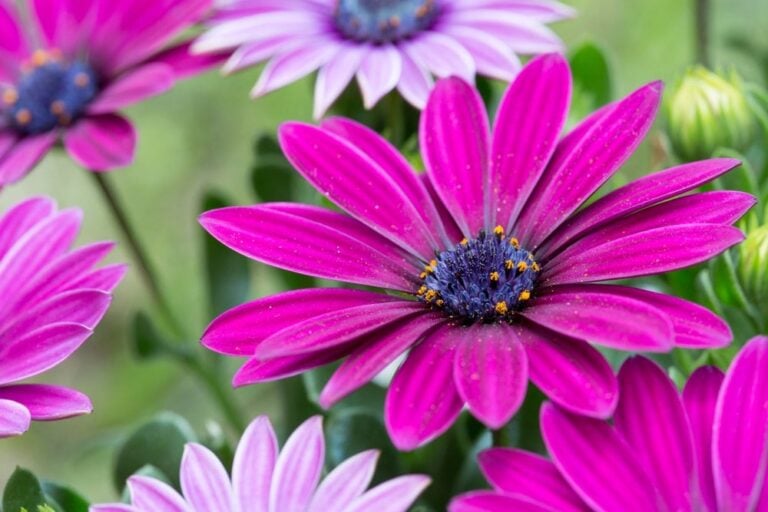 Fleur jardin robuste