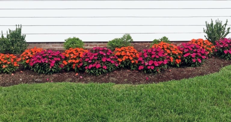 Astuces jardin verdoyant