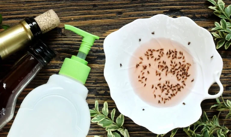 Astuce efficace contre moucherons maison