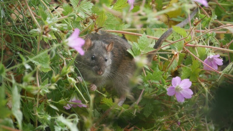 Répulsif rat jardin