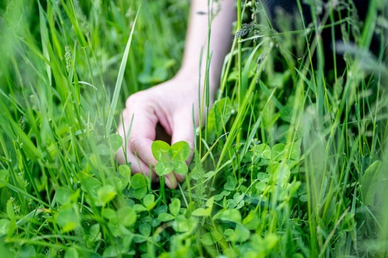 Trèfle pelouse avantages inattendus