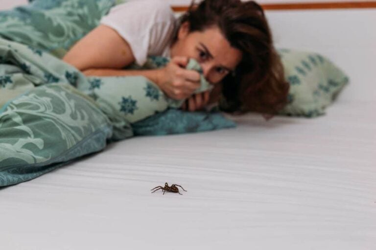 Se débarrasser des araignées