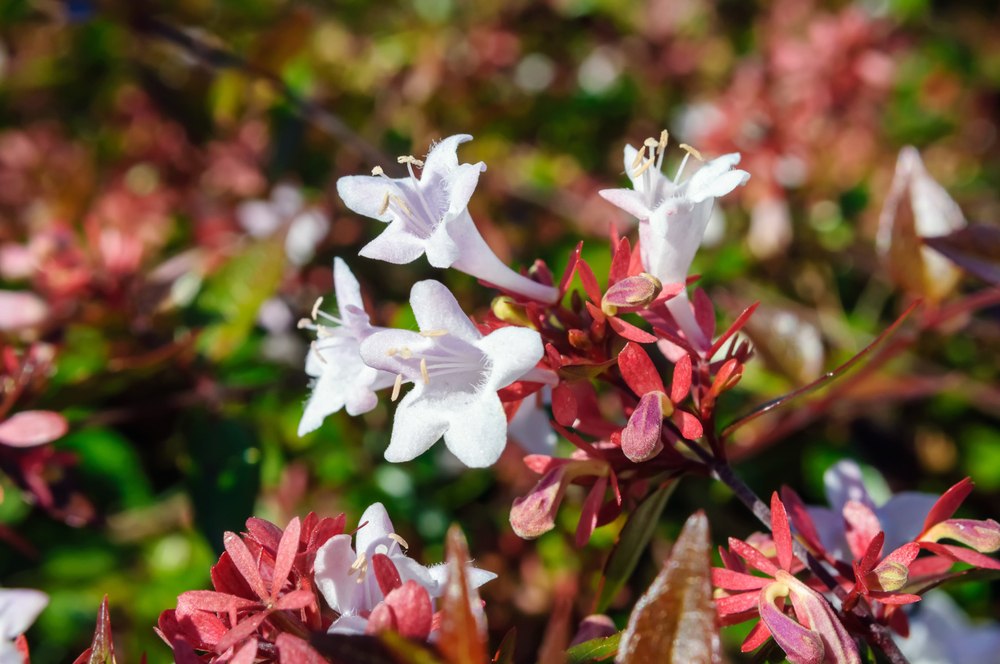 Abelia 