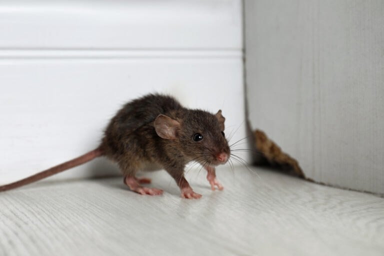 Feuille répulsif naturelle rats souris