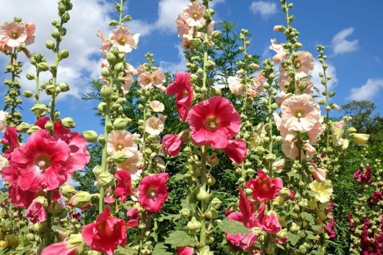 Conseils plantation rose trémière