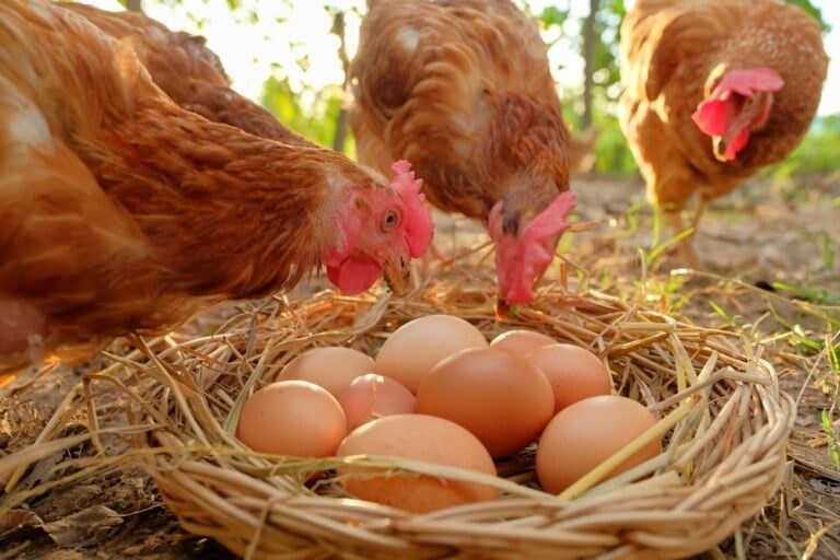 Astuce pour faire pondre des poules en été