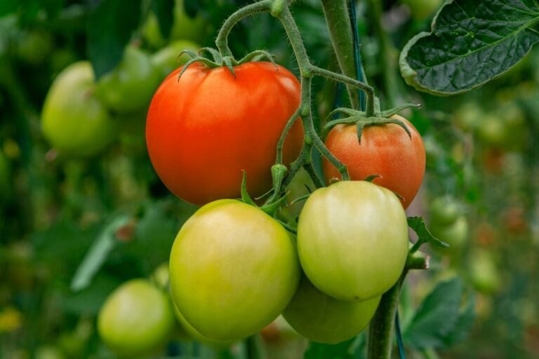 Astuces pour mûrir tomates août