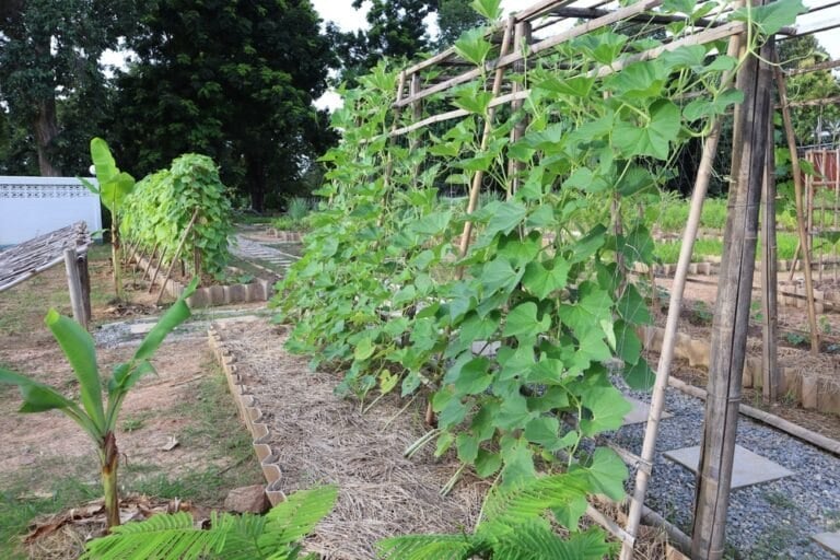 Culture verticale courgettes