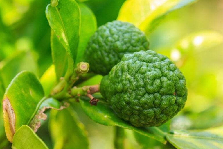 Petit arbre fruitier résistant et parfumé