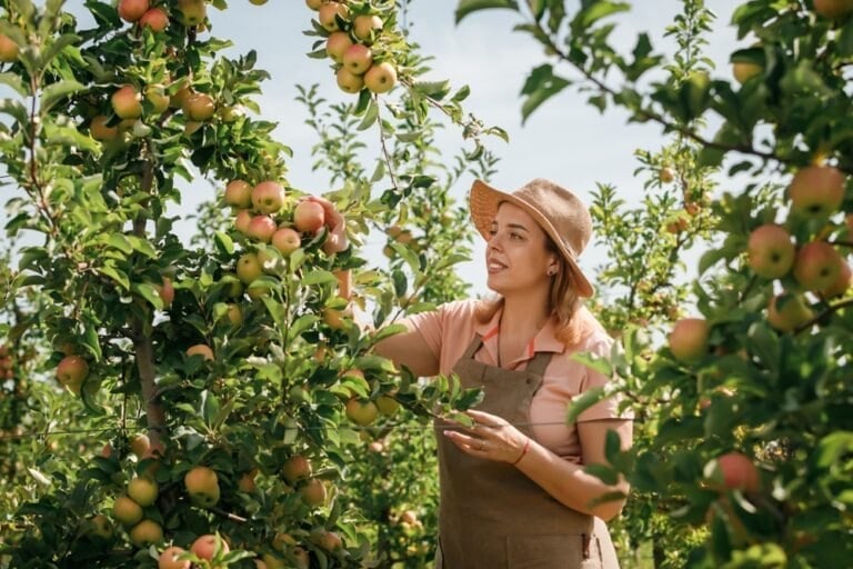 Protéger et mûrir les fruits pendant l'été