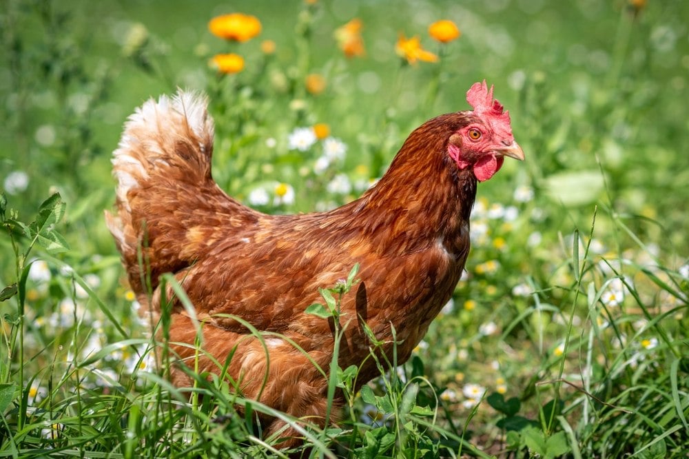 Poule