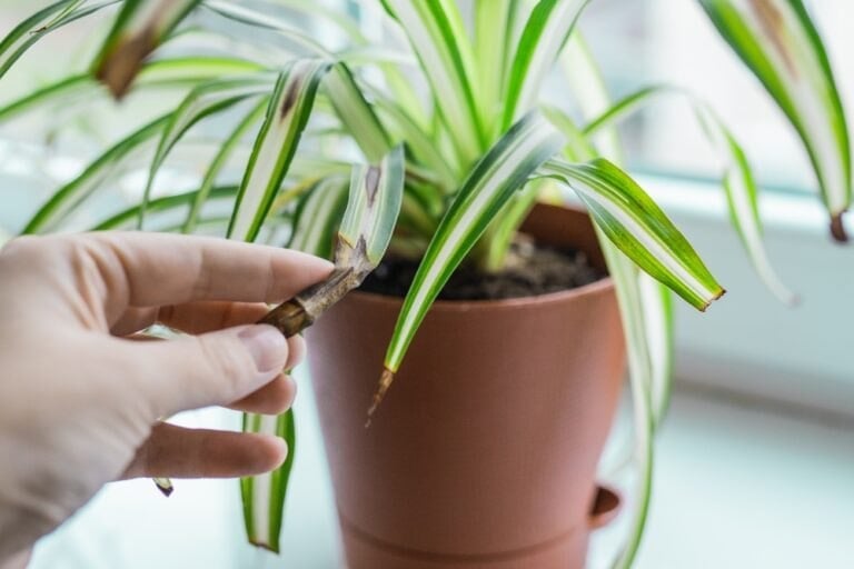 Pointes brunes feuilles plantes intérieur