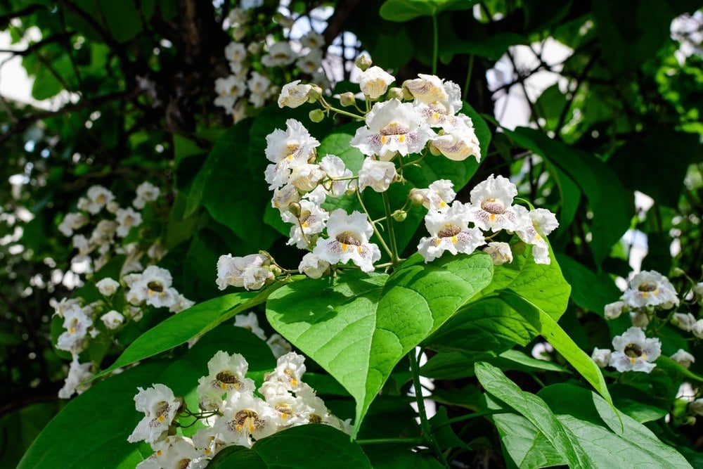 arbre catalpa