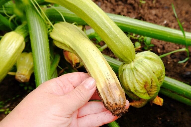 Courgette qui pourrie