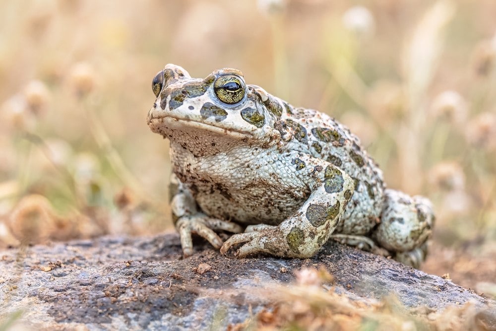 Crapaud 