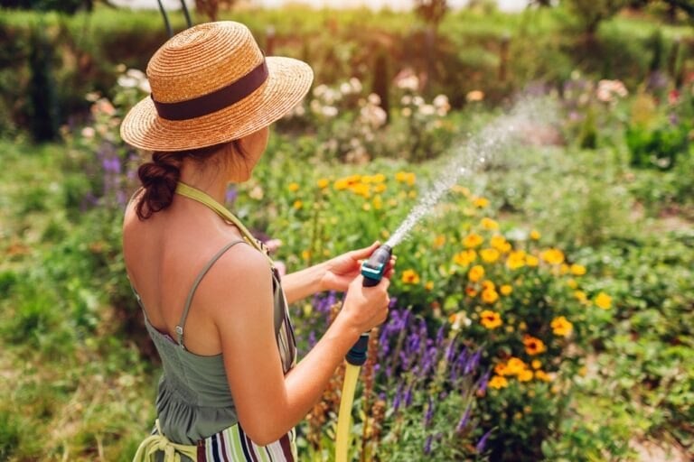 Technique potager zéro arrosage sans mauvaises herbes
