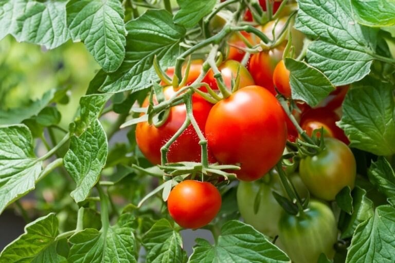 Anti-fourmis naturel pour tomates