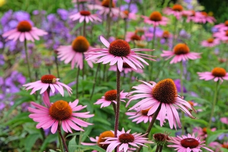 Geste août floraison prolongée vivaces
