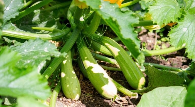 Booster la production de courgette