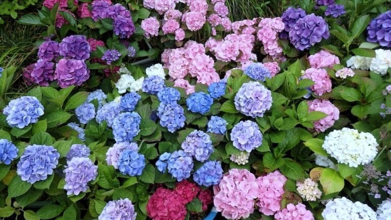Hortensias floraison optimale en août