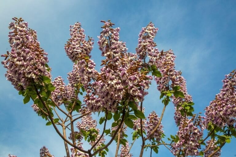 Paulownia arbre croissance rapide