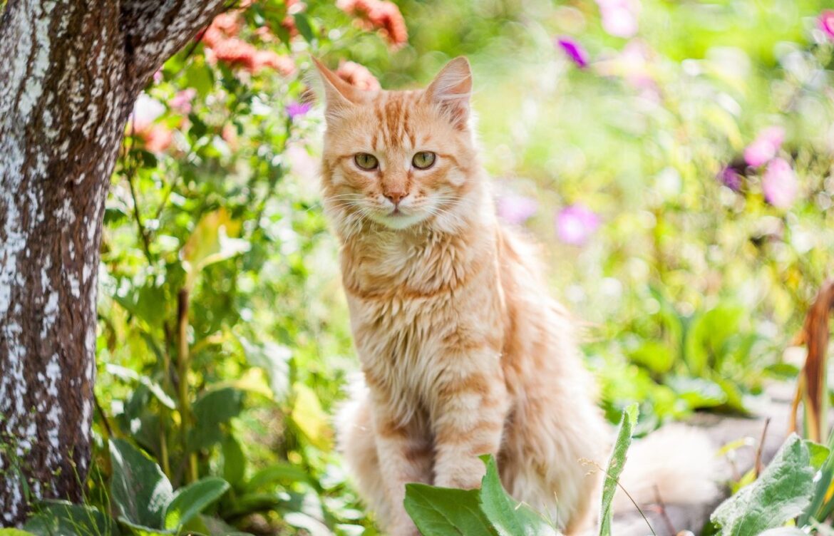 Répulsifs naturels chats