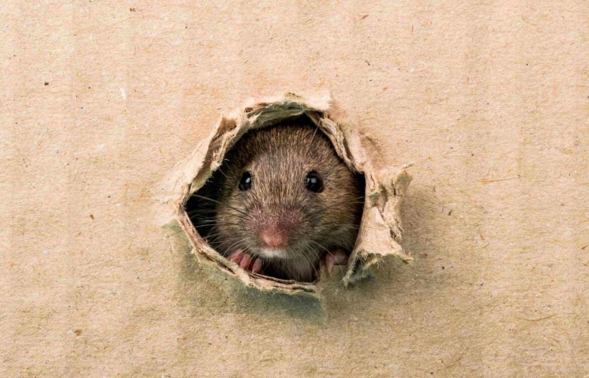 Répulsifs naturels souris