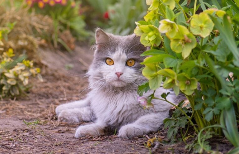 Huiles essentielles anti chat