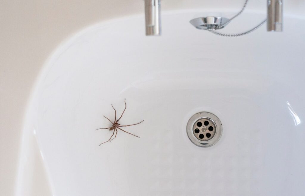 Répulsifs efficaces contre araignées