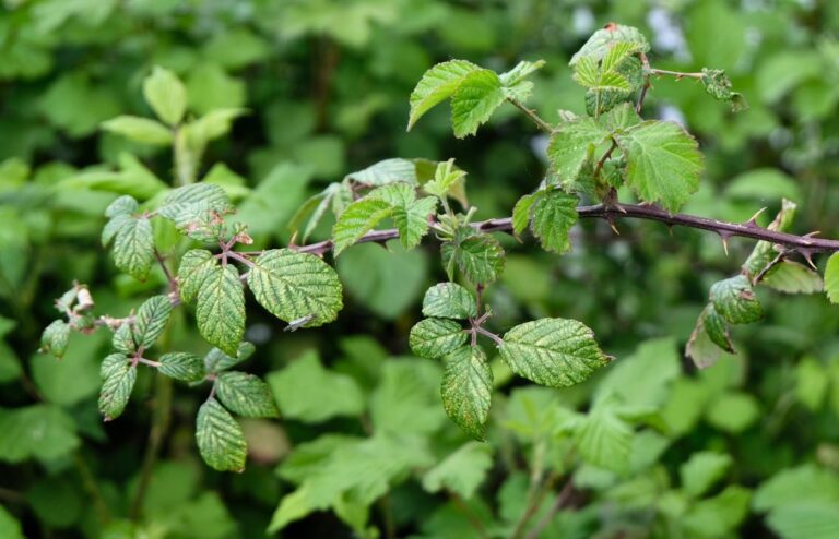 Méthode naturelle débarrasser ronces