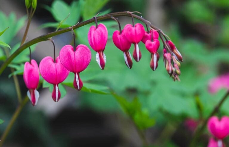 Plantes extérieur floraison toute l’année